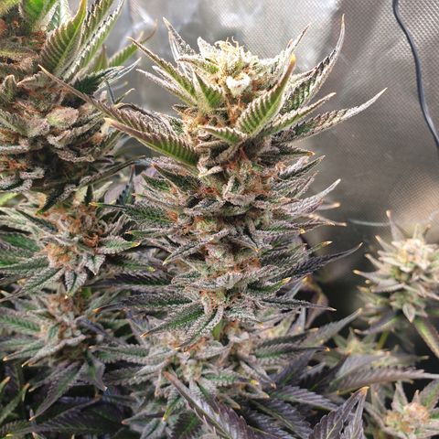 Runtz growlog timeline photo