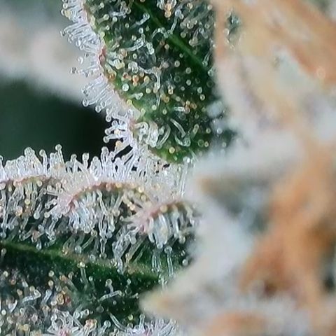 Runtz growlog timeline photo
