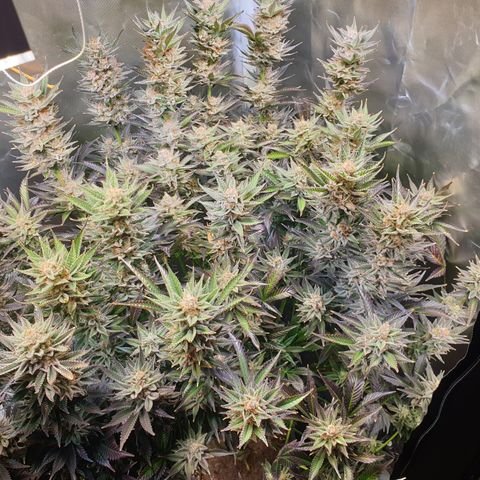 Runtz growlog timeline photo