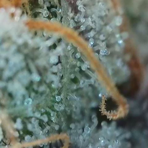Watermelon Zkittlez growlog timeline photo