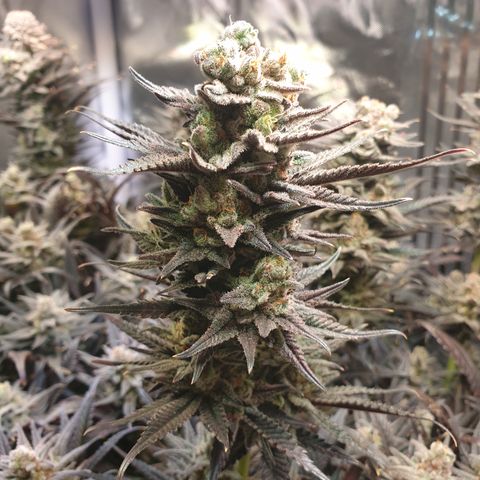 Watermelon Zkittlez growlog timeline photo