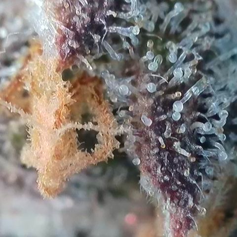 Watermelon Zkittlez growlog timeline photo