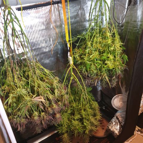 Watermelon Zkittlez growlog timeline photo