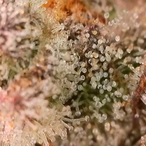 Watermelon Zkittlez growlog timeline photo