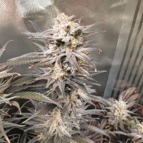 Watermelon Zkittlez growlog timeline photo