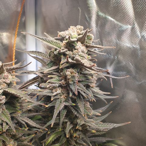 Watermelon Zkittlez growlog timeline photo