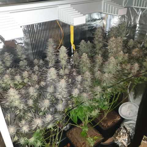 Watermelon Zkittlez growlog timeline photo