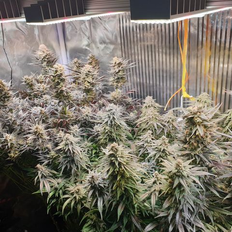 Watermelon Zkittlez growlog timeline photo