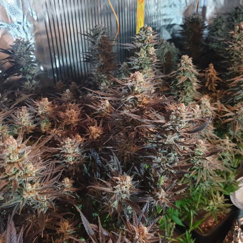 Watermelon Zkittlez growlog timeline photo