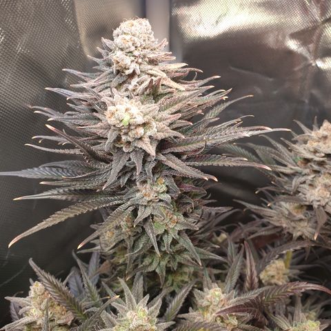 Watermelon Zkittlez growlog timeline photo
