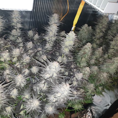 Watermelon Zkittlez growlog timeline photo