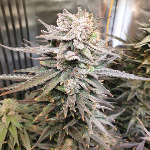 Watermelon Zkittlez growlog timeline photo