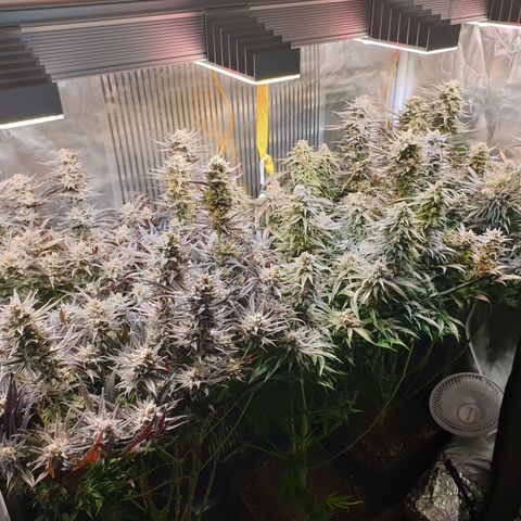 Watermelon Zkittlez growlog timeline photo