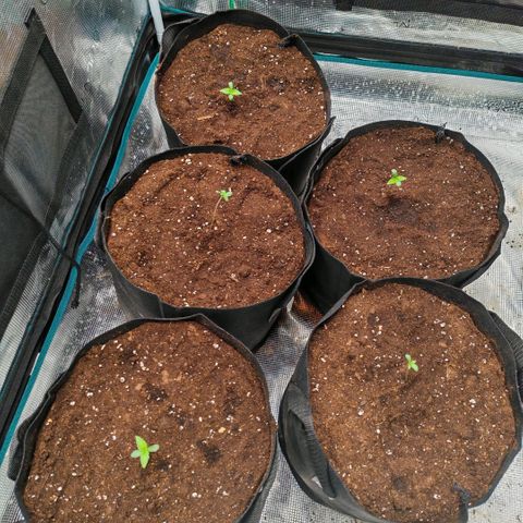 Papaya Sherbet™ growlog timeline photo