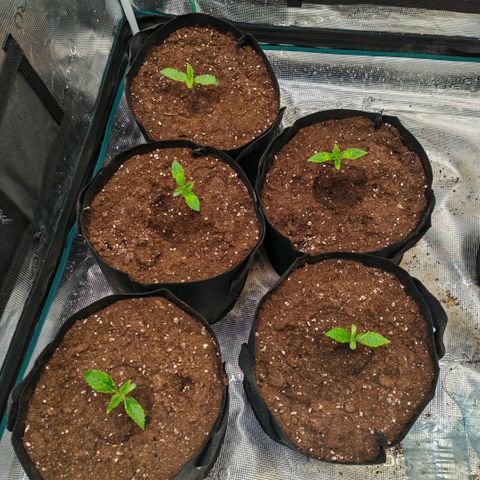 Papaya Sherbet™ growlog timeline photo