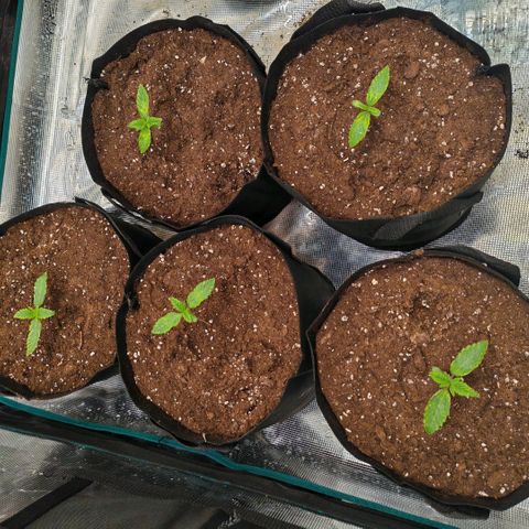 Papaya Sherbet™ growlog timeline photo