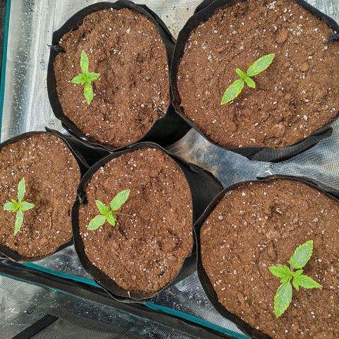 Papaya Sherbet™ growlog timeline photo