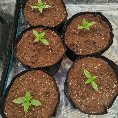 Papaya Sherbet™ growlog timeline photo