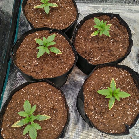 Papaya Sherbet™ growlog timeline photo