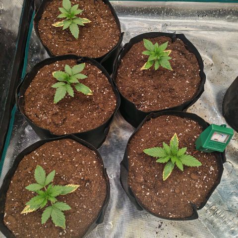 Papaya Sherbet™ growlog timeline photo