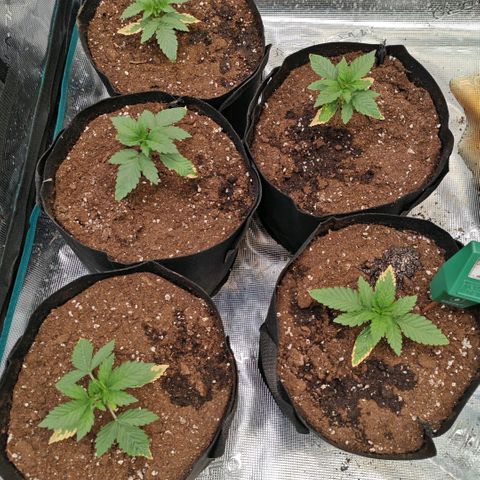 Papaya Sherbet™ growlog timeline photo