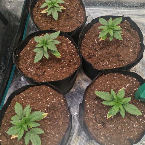 Papaya Sherbet™ growlog timeline photo
