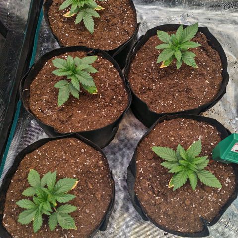 Papaya Sherbet™ growlog timeline photo
