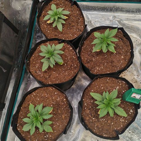 Papaya Sherbet™ growlog timeline photo