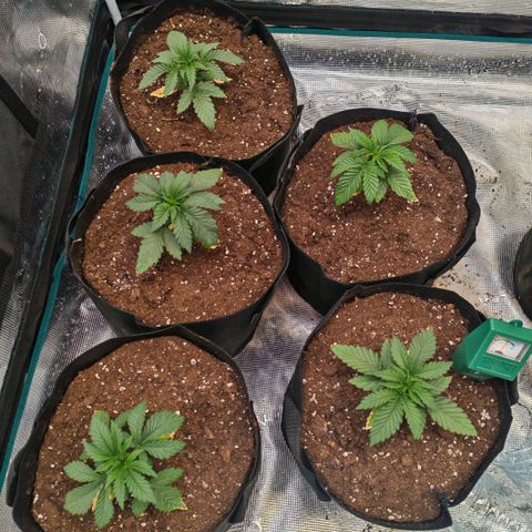 Papaya Sherbet™ growlog timeline photo