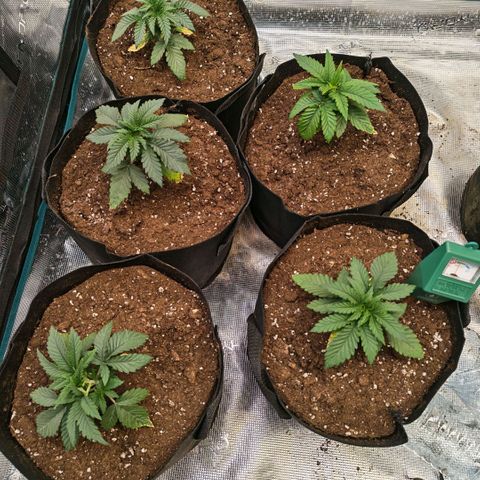 Papaya Sherbet™ growlog timeline photo