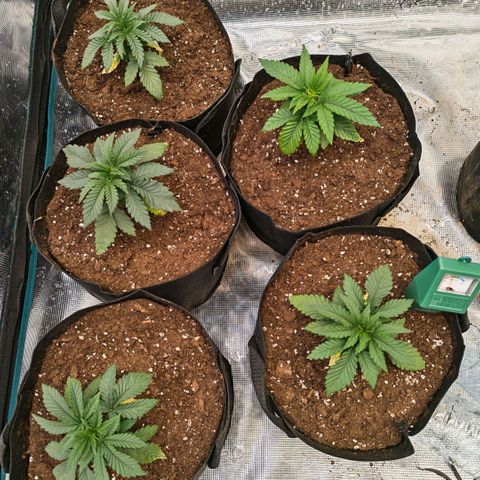 Papaya Sherbet™ growlog timeline photo