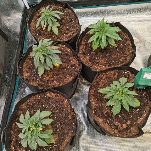 Papaya Sherbet™ growlog timeline photo