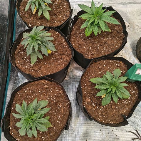 Papaya Sherbet™ growlog timeline photo