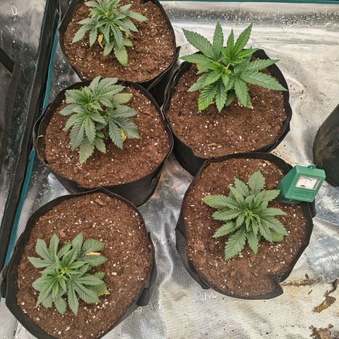 Papaya Sherbet™ growlog timeline photo