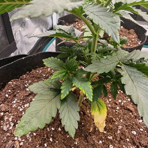 Papaya Sherbet™ growlog timeline photo