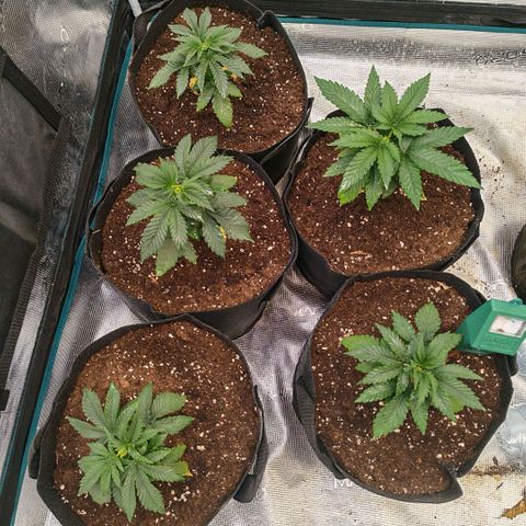 Papaya Sherbet™ growlog timeline photo