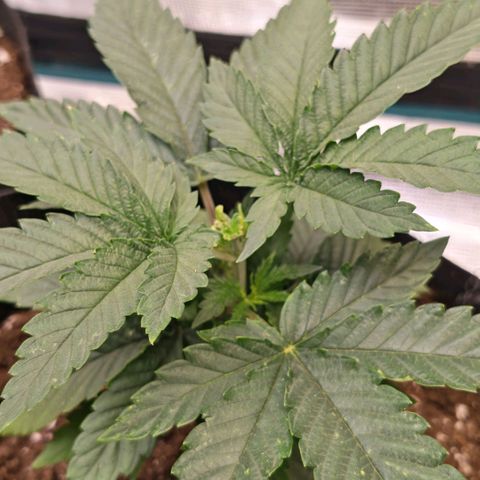 Papaya Sherbet™ growlog timeline photo