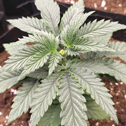 Papaya Sherbet™ growlog timeline photo