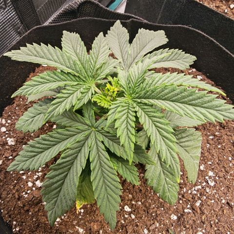 Papaya Sherbet™ growlog timeline photo
