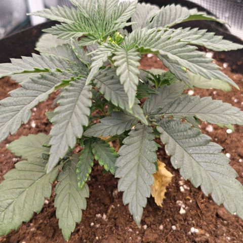 Papaya Sherbet™ growlog timeline photo