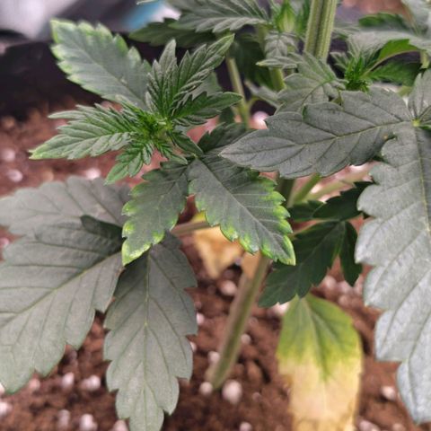 Papaya Sherbet™ growlog timeline photo