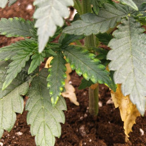 Papaya Sherbet™ growlog timeline photo