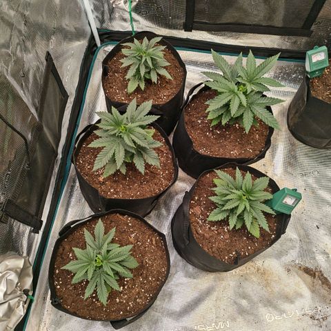 Papaya Sherbet™ growlog timeline photo