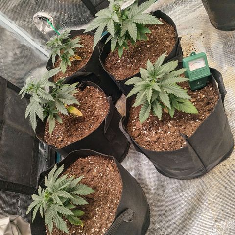 Papaya Sherbet™ growlog timeline photo