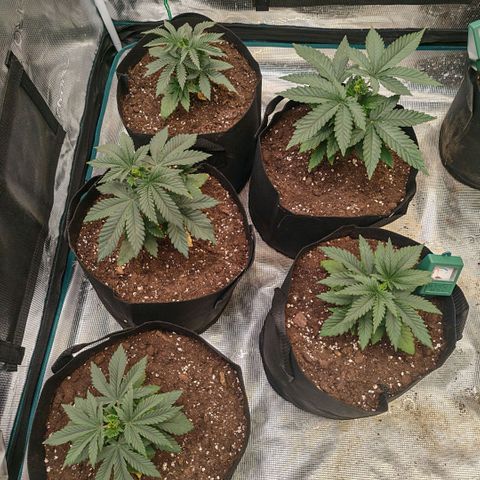 Papaya Sherbet™ growlog timeline photo