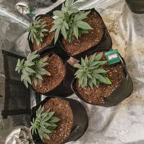 Papaya Sherbet™ growlog timeline photo