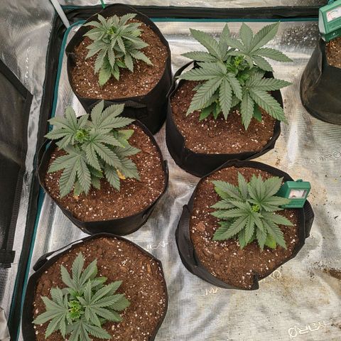 Papaya Sherbet™ growlog timeline photo