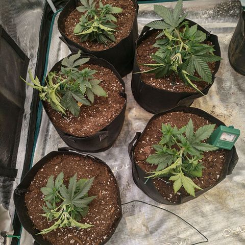 Papaya Sherbet™ growlog timeline photo
