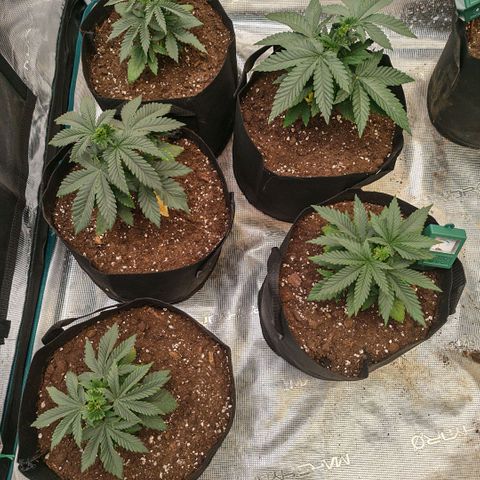 Papaya Sherbet™ growlog timeline photo