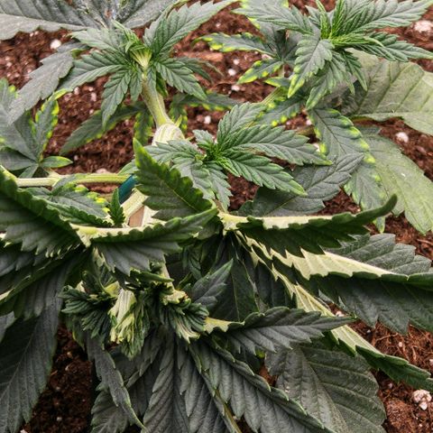 Papaya Sherbet™ growlog timeline photo